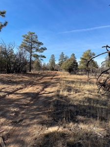 Recreational Mountain Land for Sale Near Heron Lake, Chama - image 8