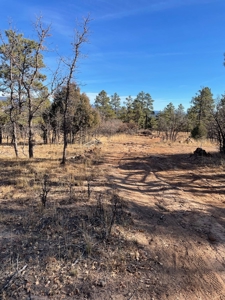 Recreational Mountain Land for Sale Near Heron Lake, Chama - image 9