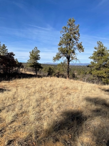 Recreational Mountain Land for Sale Near Heron Lake, Chama - image 2