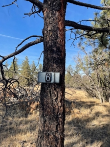 Recreational Mountain Land for Sale Near Heron Lake, Chama - image 7