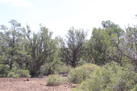 73+ Acres Borders State Trust Land - Owner Financing Avail - image 6