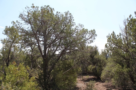 73+ Acres Borders State Trust Land - Owner Financing Avail - image 3