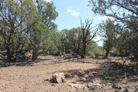 73+ Acres Borders State Trust Land - Owner Financing Avail - image 5