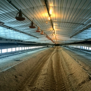 Poultry Breeder 2 House Farm for Sale South Mississippi - image 9