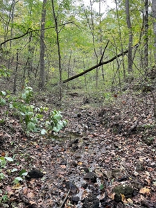 Land For Sale In Eminence Mo-Hunting, Recreational, River - image 11