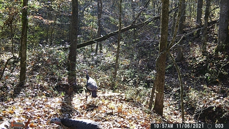 Land For Sale In Eminence Mo-Hunting, Recreational, River - image 6
