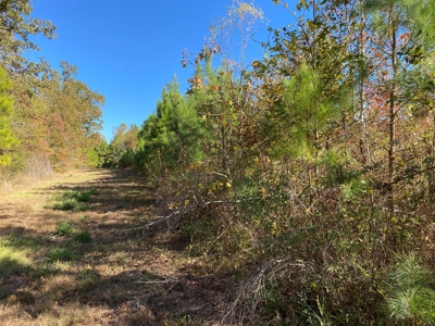 Country Land For Sale, Harrison County, Marshall, TX - image 11