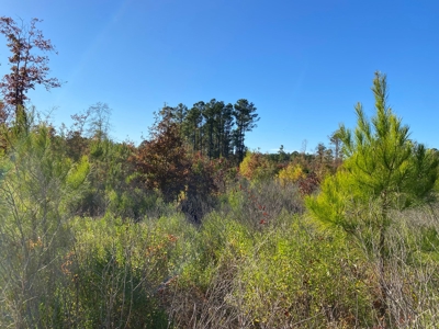 Country Land For Sale, Harrison County, Marshall, TX - image 34