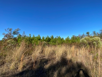 Country Land For Sale, Harrison County, Marshall, TX - image 29