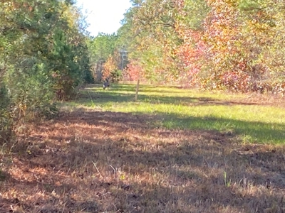 Country Land For Sale, Harrison County, Marshall, TX - image 12