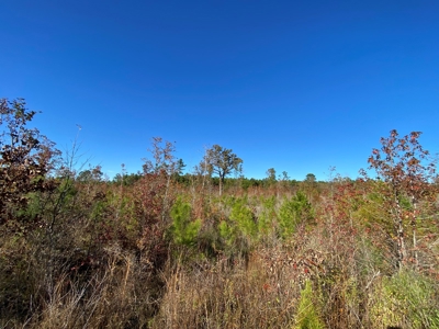 Country Land For Sale, Harrison County, Marshall, TX - image 20