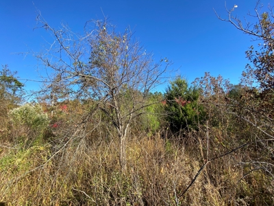 Country Land For Sale, Harrison County, Marshall, TX - image 37
