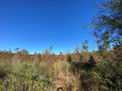 Country Land For Sale, Harrison County, Marshall, TX - image 31