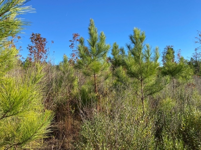 Country Land For Sale, Harrison County, Marshall, TX - image 33