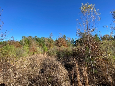 Country Land For Sale, Harrison County, Marshall, TX - image 38