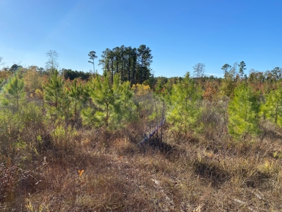 Country Land For Sale, Harrison County, Marshall, TX - image 35