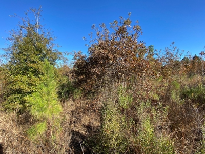 Country Land For Sale, Harrison County, Marshall, TX - image 32