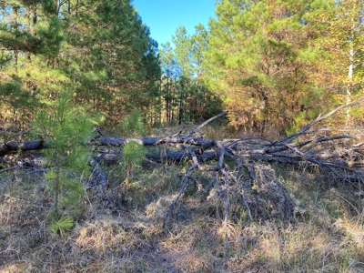 Country Land For Sale, Harrison County, Marshall, TX - image 39