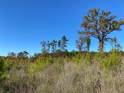 Country Land For Sale, Harrison County, Marshall, TX - image 22
