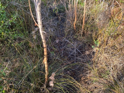 Country Land For Sale, Harrison County, Marshall, TX - image 21