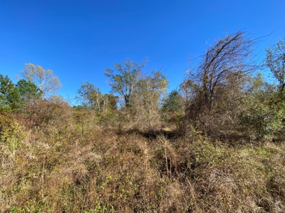 Country Land For Sale, Harrison County, Marshall, TX - image 5