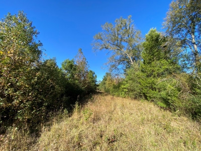 Country Land For Sale, Harrison County, Marshall, TX - image 8