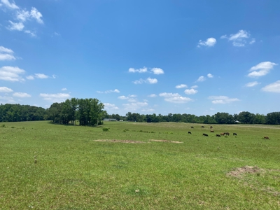 Cattle Farm For Sale In Tn, 55 Acres+/-, Fenced Pasture - image 7