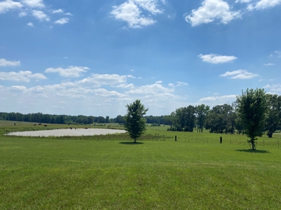 Cattle Farm For Sale In Tn, 55 Acres+/-, Fenced Pasture - image 19