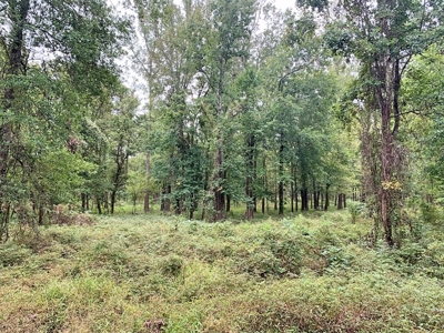 339 Acres Mississippi River Hunting Land for Sale SW MS - image 6