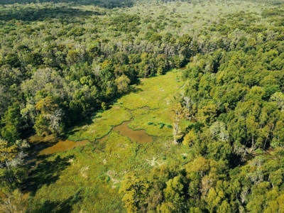 339 Acres Mississippi River Hunting Land for Sale SW MS - image 43