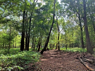 339 Acres Mississippi River Hunting Land for Sale SW MS - image 19