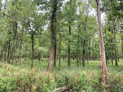 339 Acres Mississippi River Hunting Land for Sale SW MS - image 8