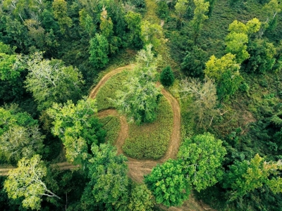 339 Acres Mississippi River Hunting Land for Sale SW MS - image 29