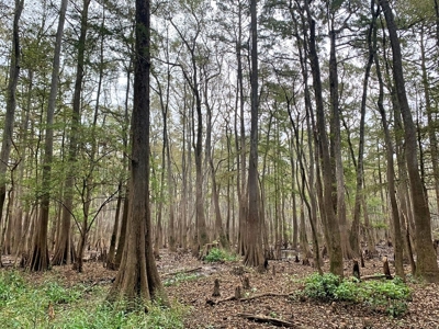 339 Acres Mississippi River Hunting Land for Sale SW MS - image 10