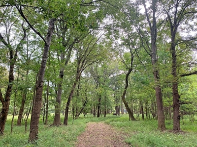 339 Acres Mississippi River Hunting Land for Sale SW MS - image 17