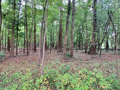 339 Acres Mississippi River Hunting Land for Sale SW MS - image 2