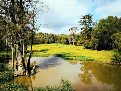 339 Acres Mississippi River Hunting Land for Sale SW MS - image 1