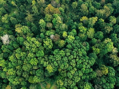 339 Acres Mississippi River Hunting Land for Sale SW MS - image 26