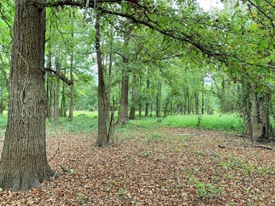 339 Acres Mississippi River Hunting Land for Sale SW MS - image 13