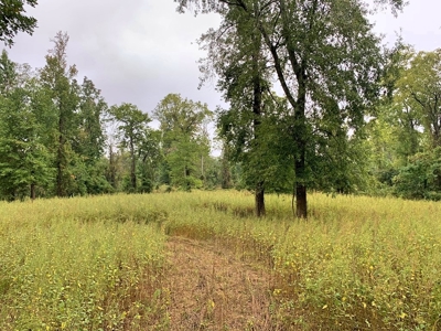 339 Acres Mississippi River Hunting Land for Sale SW MS - image 9