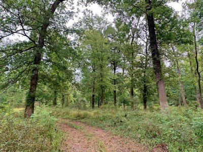 339 Acres Mississippi River Hunting Land for Sale SW MS - image 7