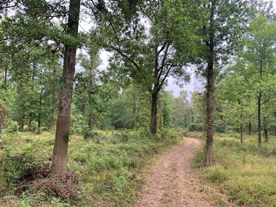 339 Acres Mississippi River Hunting Land for Sale SW MS - image 5