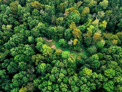 339 Acres Mississippi River Hunting Land for Sale SW MS - image 24