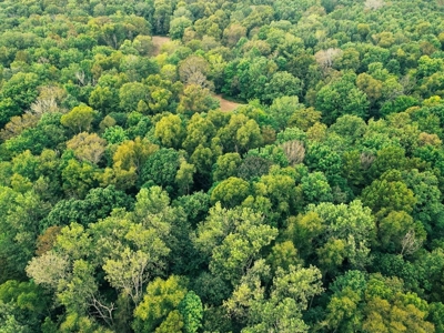 339 Acres Mississippi River Hunting Land for Sale SW MS - image 37