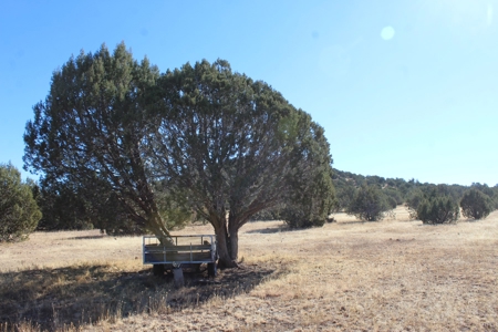 40+ Acres of Mountain Land for Sale in Westwood Ranches - image 11