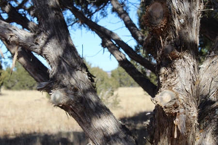 40+ Acres of Mountain Land for Sale in Westwood Ranches - image 10