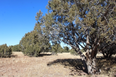 40+ Acres of Mountain Land for Sale in Westwood Ranches - image 9