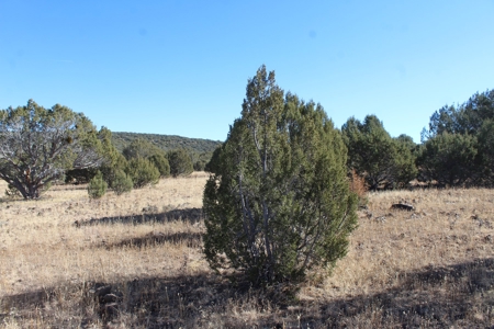 40+ Acres of Mountain Land for Sale in Westwood Ranches - image 8