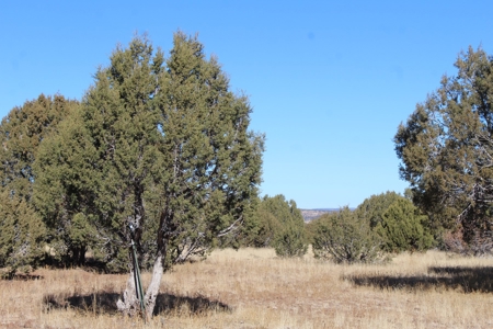 40+ Acres of Mountain Land for Sale in Westwood Ranches - image 12