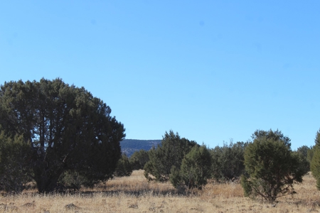 40+ Acres of Mountain Land for Sale in Westwood Ranches - image 7